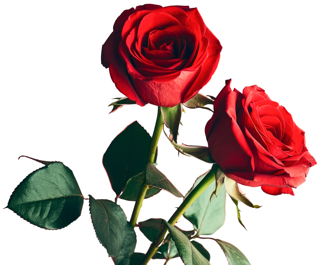 rose